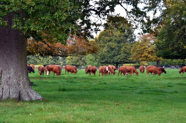 Ganado doméstico de ternera en un prado con robles — Foto de Stock