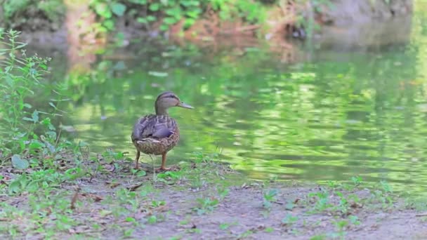 湖のそばのアヒル — ストック動画