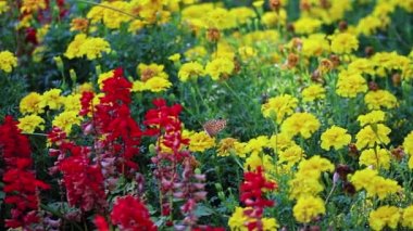 Marigold çiçek kelebek