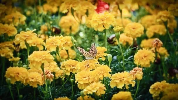 Mariposa en flor — Vídeo de stock