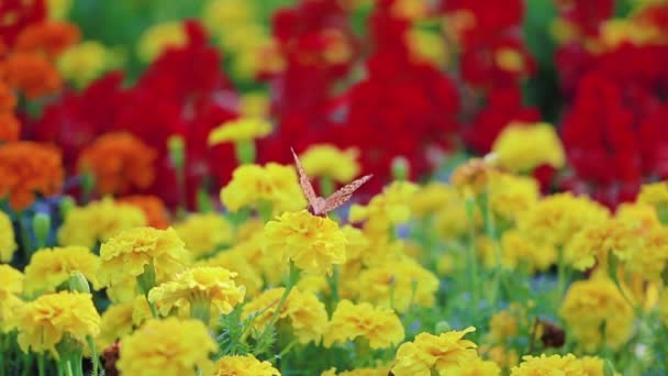 Butterfly on marigold flower — Stock Video