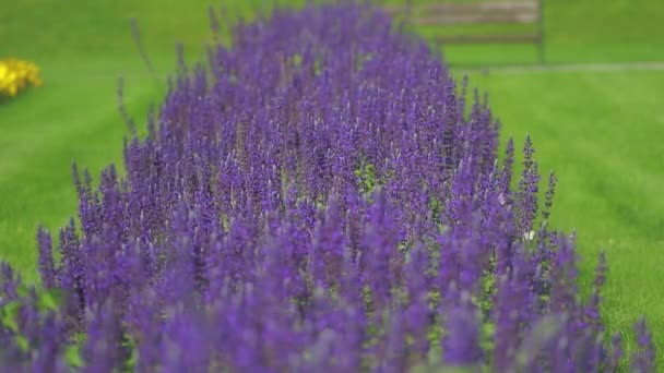 Мудрые фиолетовые цветы — стоковое видео