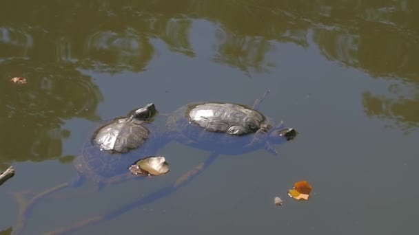 Turtle in the lake — Stock Video