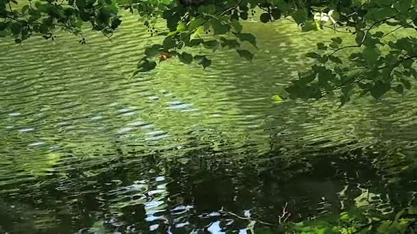 Fa ágai, a tó felett — Stock videók