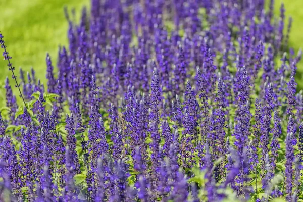 Sage purple flowers — Stock Photo, Image