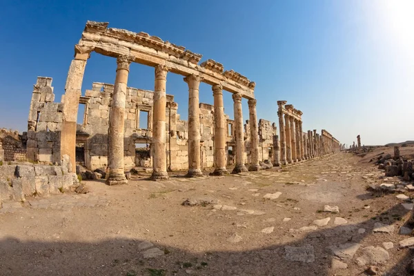 Apamea arruina ojo de pez — Foto de Stock