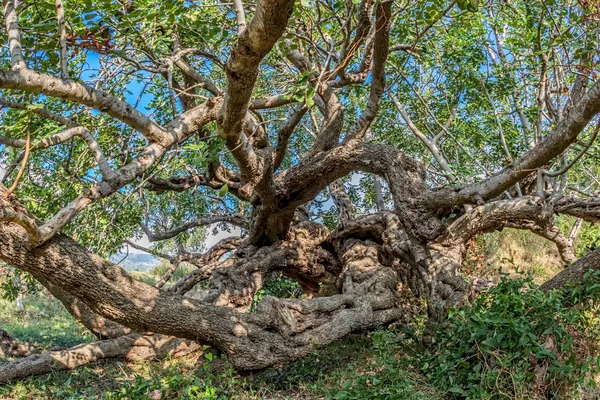 Carob árvore copa — Fotografia de Stock