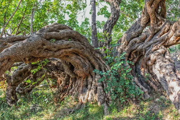 Carob 나무 줄기 — 스톡 사진