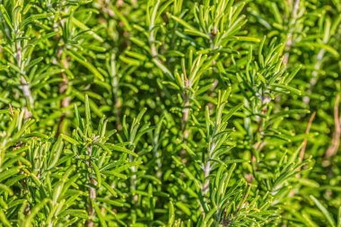 Güzel kokulu yeşil biberiye