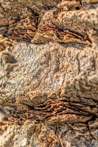 Palm tree trunk detail — Stock Photo, Image