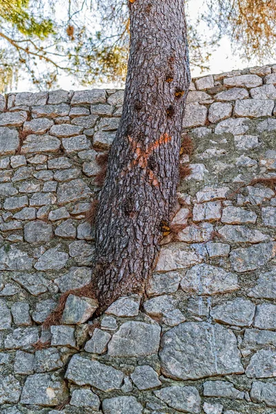 Poder arbóreo de la naturaleza — Foto de Stock