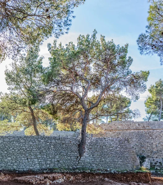 Tree growing through the wall — Stock Photo, Image