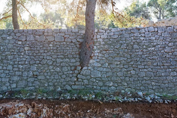 Árbol creciendo a través de la pared — Foto de Stock