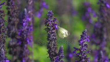 Adaçayı çiçekleri üzerinde kelebek