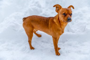 Snall köpek arıyorum