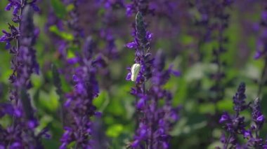 Adaçayı çiçekleri üzerinde kelebek