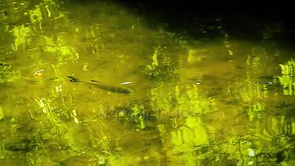 Ryby w jeziorze — Wideo stockowe