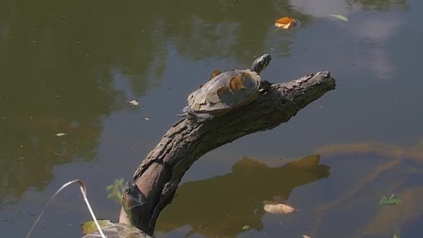 Черепаха біля озера — стокове відео
