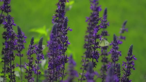 Mariposa sobre flores de salvia — Vídeo de stock