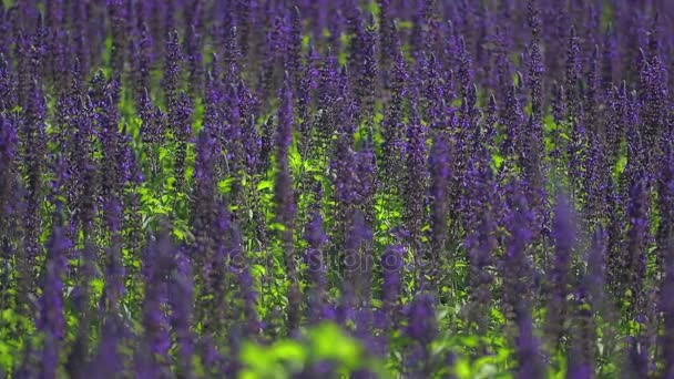 Salvia lila blommor — Stockvideo