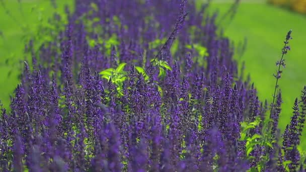 Szałwia purpurowe kwiaty — Wideo stockowe