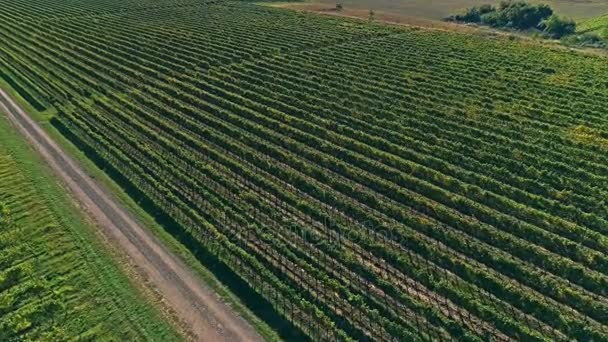 Kutjevo vineyards aerial — Stock Video