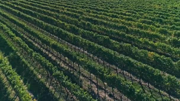 Kutjevo vineyards aerial — Stock Video