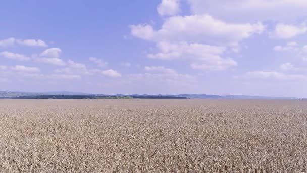 Campo de milho aéreo — Vídeo de Stock