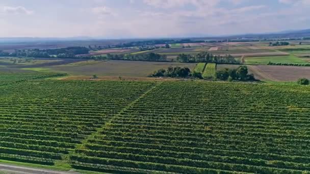Kutjevo wijngaarden luchtfoto — Stockvideo