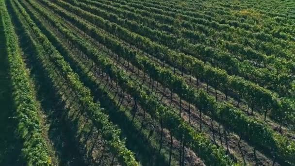 Kutjevo виноградники повітряні — стокове відео