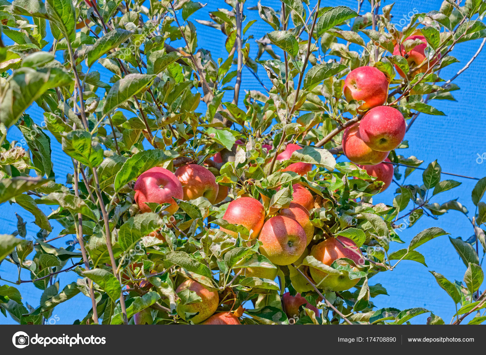 Á Apple Tree Stock Pictures Royalty Free Apples On Trees Images Download On Depositphotos