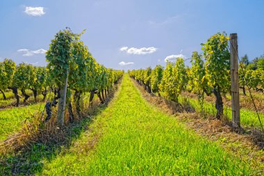 Güneşli bir gün mahzeninde
