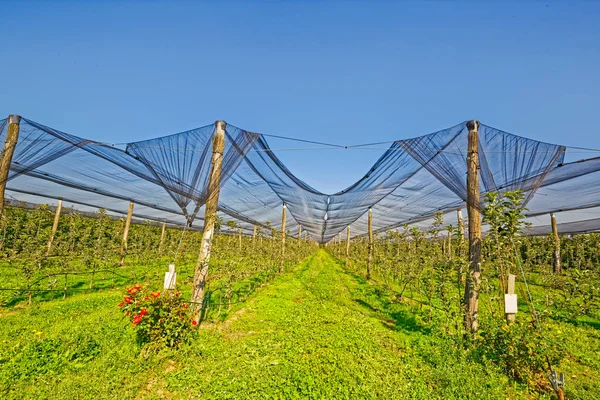 Przedszkola orchard Apple — Zdjęcie stockowe