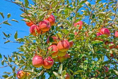 Sonbaharda elma ağacı