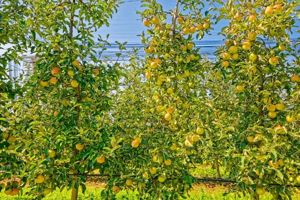 苹果园收获时间 — 图库照片