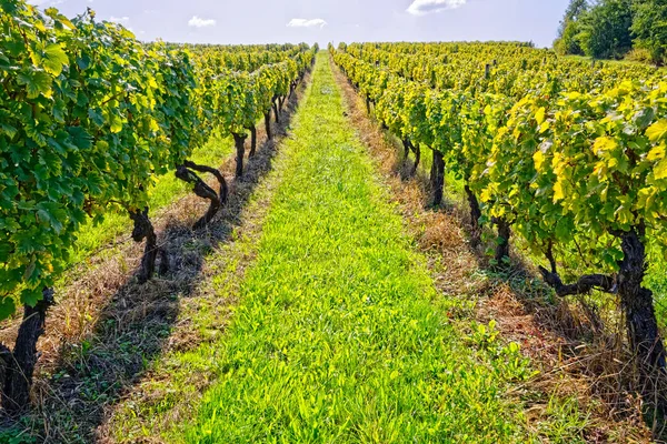 Vigneto nella giornata di sole — Foto Stock