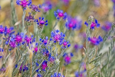 Pasargad mavi çayır çiçekler