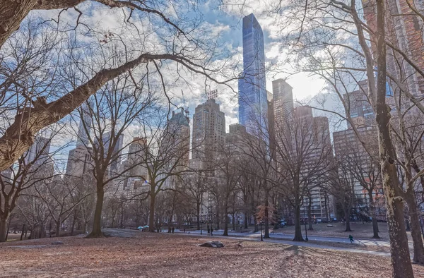 Central Park kış saatinde New York ağaçları — Stok fotoğraf