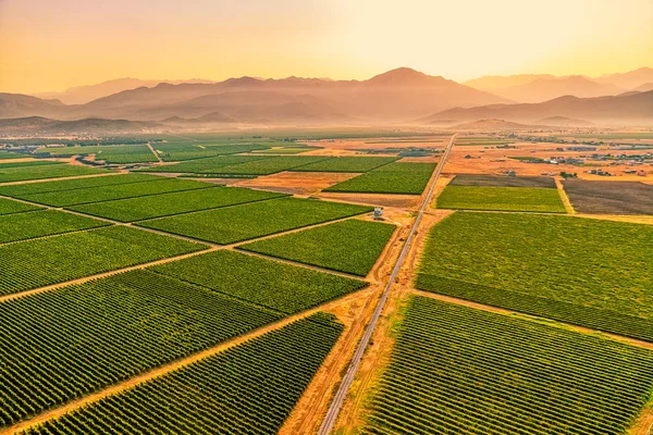 Montenegro vineyards field - aerial — Stock Photo, Image