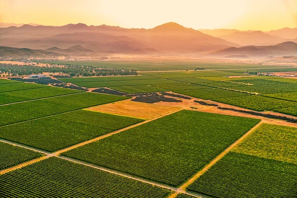 Montenegro vineyards field - aerial — Stock Photo, Image