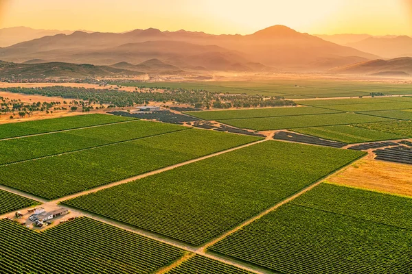 Montenegro vineyards field - aerial — Stock Photo, Image