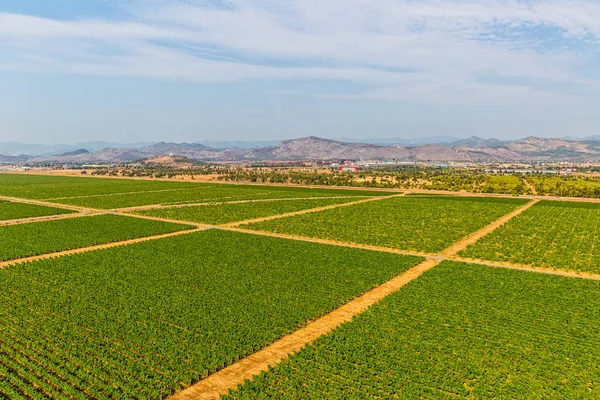 Montenegro vineyards - aerial — Stock Photo, Image