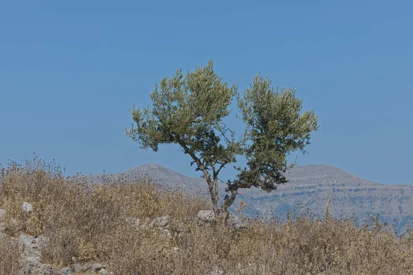 Olijfboom op een heuvel boven de stad Sarande in Albanië — Stockfoto
