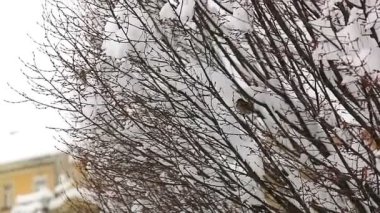 Ağaçların tepelerinde saklanan kuşlar