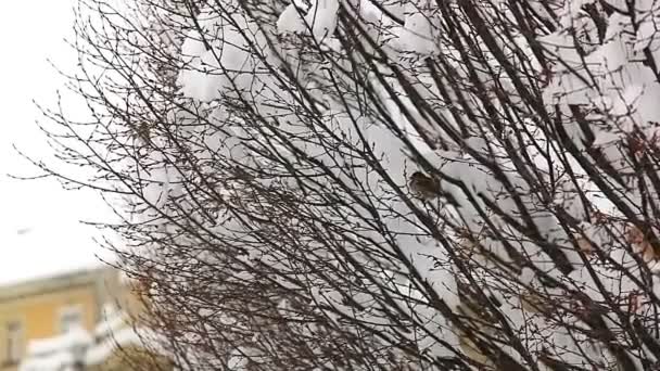 Ptaki chowające się na czubkach drzew — Wideo stockowe