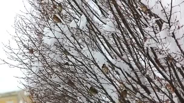 Pájaros escondidos en copas de árboles — Vídeos de Stock