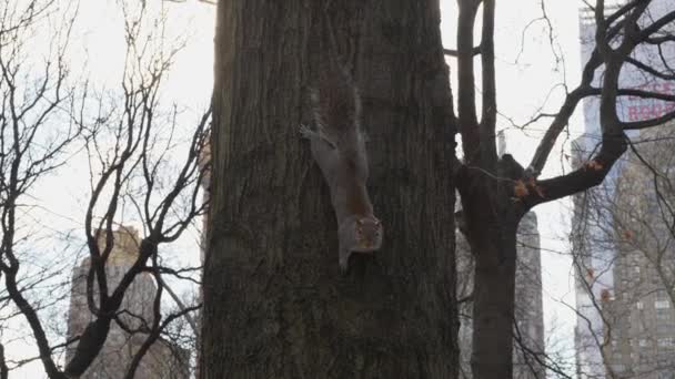 Nueva York Central Park Ardilla — Vídeo de stock