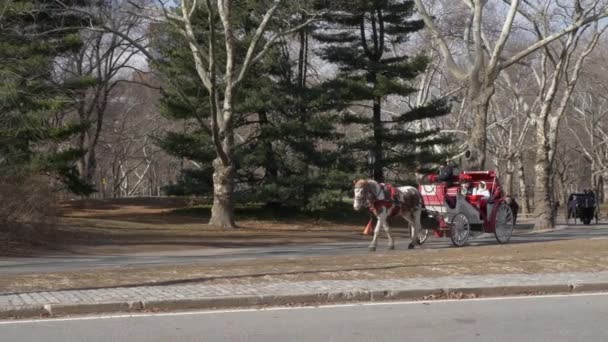 Powóz w Nowym Jorku Central Park — Wideo stockowe