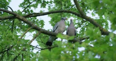 Ağaca öpüşme kumrular