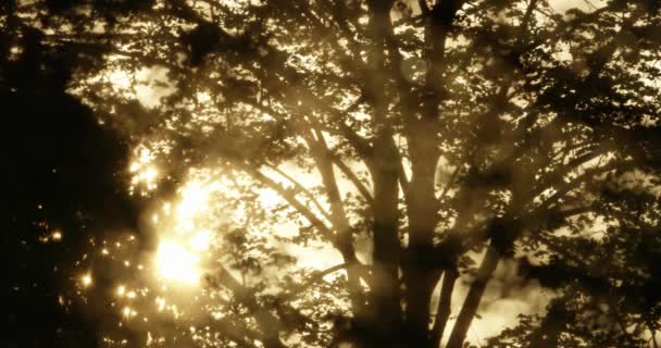 Ο ήλιος δύει μέσω treetops — Αρχείο Βίντεο